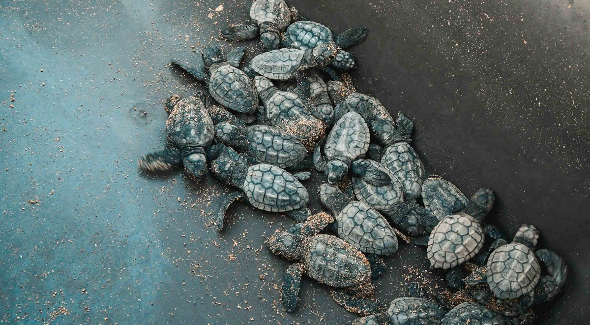 DAÜ SAGM Yavru Caretta Caretta’ları Denizle Buluşturdu
